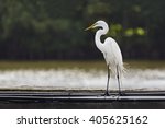 A Tall White Great Egret  Ardea ...