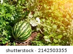 Small photo of Watermelon growing in the garden. Natural watermelon growing on farmland, growing water-melon, cultivation of melon cultures. Sweet fruit growing in garden