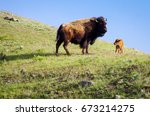 Buffalo And Calf On Hilltop
