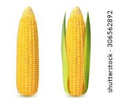 Corn Cobs On White Background....