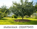 Apple and pear trees on warm autumn day. Harvesting ripe fruits in an apple orchard. Growing own fruits and vegetables in a homestead. Gardening and lifestyle of self-sufficiency.