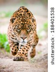 A ferocious jaguar in ecuador...