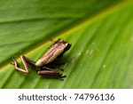 Small photo of Very Small Unedified Frog Sitting On A Leaf In Ecuadorian Jungle Of Amazon