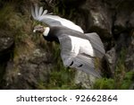 Condor Andean Ecuador Vultur...
