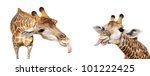Two Giraffes Stick Out Tongues...
