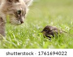The Cat Hunts A Bird In The...