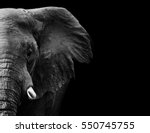 powerful image of an Elephant in black and white