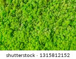 Amazing natural texture of reindeer moss. Decoration made of lichen Cladonia rangiferina. Green moss on the wall. Art background with copy space. Picture from organic material. Beauty of earth.