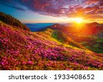 Picturesque summer sunset with rhododendron flowers. Location place Carpathian mountains, Ukraine, Europe. Vibrant photo wallpaper. Image of gorgeous pink flowers. Discover the beauty of earth.