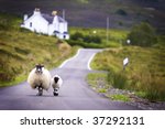 Two Sheep Walking On Street In...