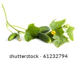 The Cucumber White Flowers And...