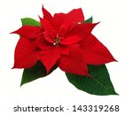 Red Poinsettia Flower Isolated
