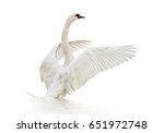 White Swan On White Surface.