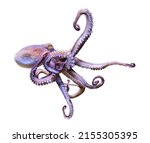 Small photo of Close-up view of a Common Octopus (Octopus vulgaris), isolated on white background