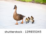 Family Of Ducks.