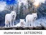 Small photo of Arctic Wolves. White wolf in Winter Forest