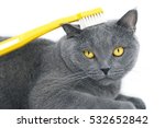 British Shorthair Cat With...