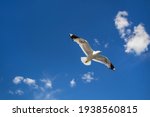 Seagull Flying In Clear Sky At...