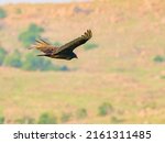 Close Up Shot Of Turkey Vulture ...
