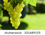 Vine And Bunch Of White Grapes...