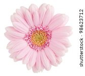Pink Gerbera Flower. Isolated...