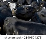 Small photo of Cattle grouped together, Longridge North, Southland, New Zealand