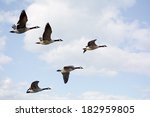 Photo Of  Canadian Geese Flying ...