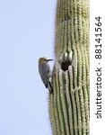 Bird Inside A Saguaro Cactus Free Stock Photo - Public Domain Pictures