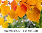 Tree Branch With Autumn Leaves. ...