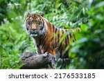 Close up of a sumatran  tiger...