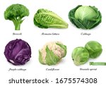 cabbages and lettuce  leaf... | Shutterstock .eps vector #1675574308