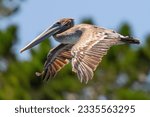 Brown pelican flying in...