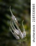 Small photo of Closeup of flower spikes of Veronicastrum virginicum 'Album' in a garden in summer