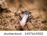 Small photo of Sand-loving wasp (Larra anathema) in search of place to dig hole on sandy soil, destroys large Gryllotalpa witch harmful to agriculture, beneficial insects, pest control, economic entomology