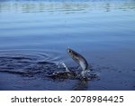 Small photo of Sport fishing in the north river. Dynamic picture when Sabrefish (Pelecus cultratus) are brought to the surface - fish leaps out of the water