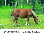 Small photo of Powerful draft stallion chestnut suit (speckled-brown) with golden mane. Siberian Altai horses - bitiug (Russian breed of cart horse, drudge). Russian horse grazing on background of Russian birches