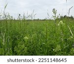 Succession, xerosium. North hayfields derelict 25 years ago. Cereals:reed grass (Calamagrostis arundinacea), canary grass (Phalaris canariensis), hoary pepperwort (Lepidium draba), Sow thistle dominat