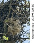Small photo of Spanish sparrows (Passer hispaniolensis) nest in rooks' nests, where falcons are currently hosts (defender). Sparrows build-in their grassy nests among branches of host nest. Steppe zone of Crimea