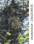 Small photo of Spanish sparrows (Passer hispaniolensis) nest in rooks' nests, where falcons are currently hosts (defender). Sparrows build-in their grassy nests among branches of host nest. Steppe zone