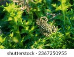 Small photo of Variable toad (Bufo viridis) hunts small insects in steppe dunes. The toad is sitting on the leaves of the snakeroot (Eryngium campeslre). Arabatskaya strelka. Azov sea