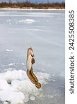 Small photo of Ice fishing. Fishing Eelpout (Lota lota) in late winter on the northern rivers. Fishing line for bottom fishing (leger rig)