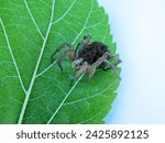 Small photo of An unusual family. This female wolf spider (Pardosa sp.) carries and protects 50 of her children until they come of age, and then dies from exhaustion - parental care, procreation behaviour