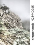 Small photo of Mediterranean, misty scenery of the Taurus mountains summer. Cliff, chunky old fir-tree with flat canopy, dwarf-pine, procumbent shrub in foreground