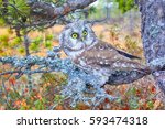 Small photo of Bird of Minerva. Tengmalm's owl (Aegolius funereus) near nest. Boreal coniferous forest (taiga), on background of Labrador tea, cranberries, cloudberries, epiphytic parmelia