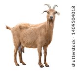 Adult red goat with horns and...