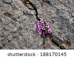 Purple Saxifrage  One Of The...
