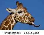 Head Shot Of A Giraffe Being...