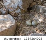 Small photo of Unwise nesting site for this herring gull, Larus argentatus, bird nest. Next to busy path. With eggs.