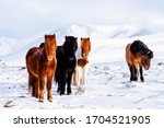 Beautiful, rugged and tough Icelandic horses in winter, Iceland
