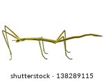 Spanish Walking Stick Insect ...